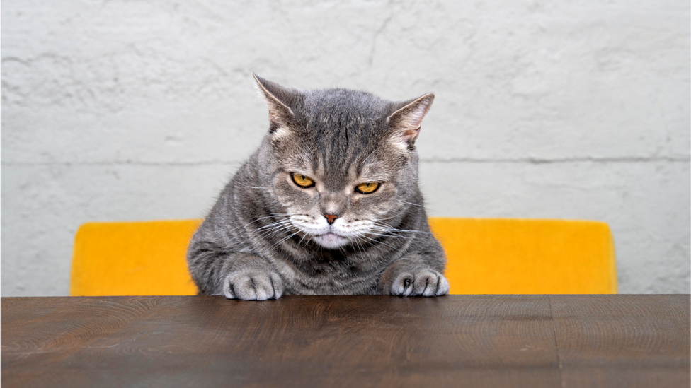 A cat sits at a table