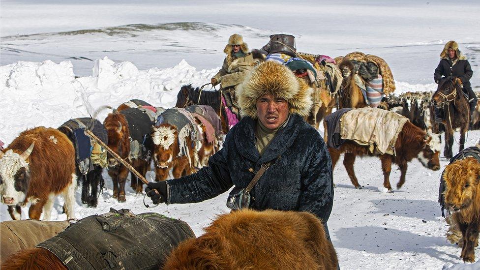 Nomads and their cattle in Mongolia