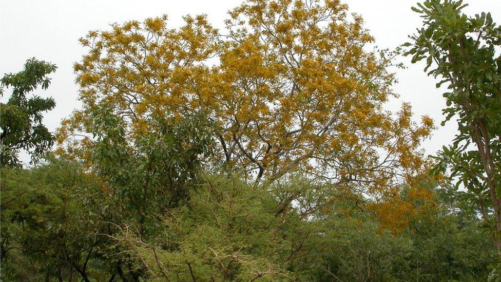 Pterocarpus erinaceus