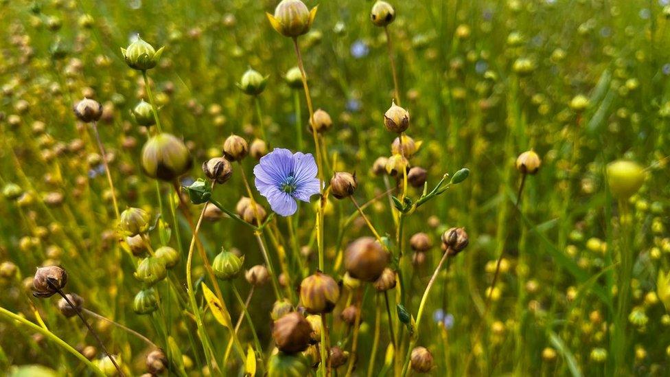 Flax seed crop