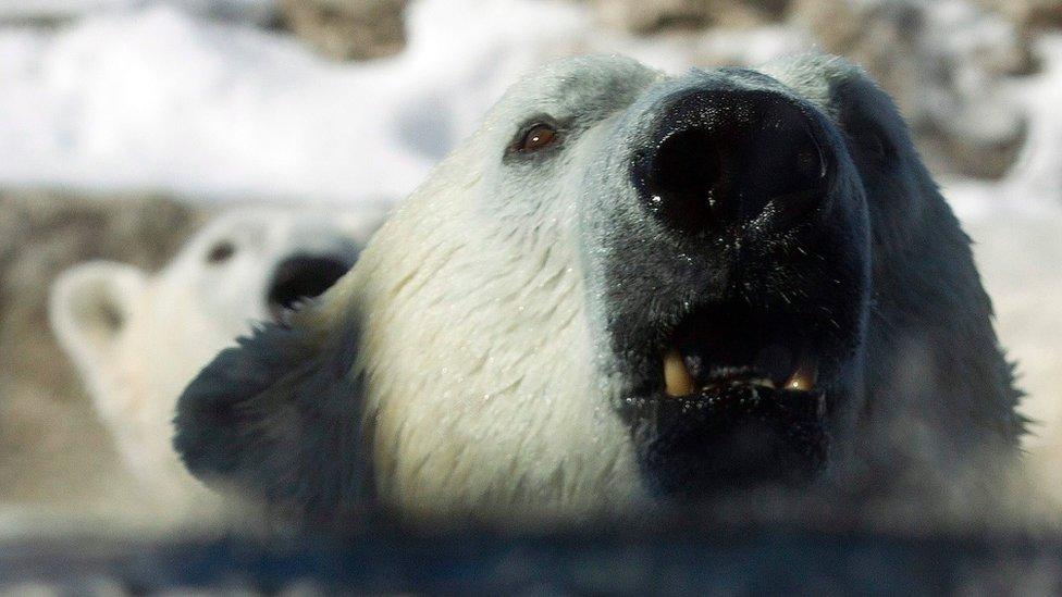 Polar bear in Toronto Zoo