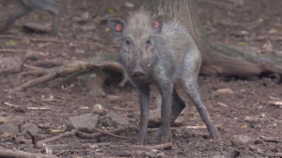 Javan warty pig juvenile in captivity