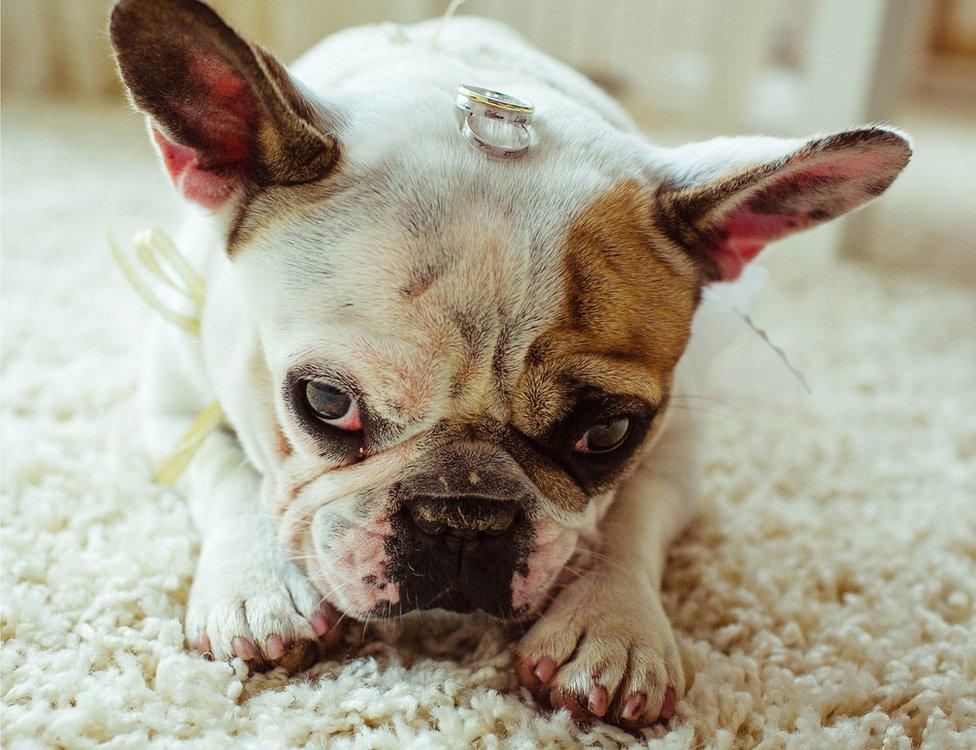 A dog bearing wedding rings