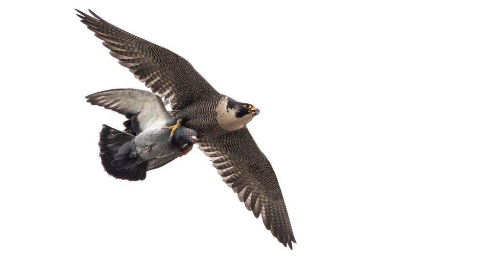 Peregrine falcon catches pigeon