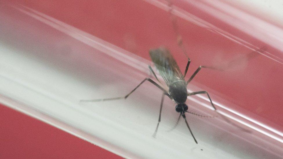 Aedes aegypti mosquito sits inside a glass tube as scientists research the Zika virus