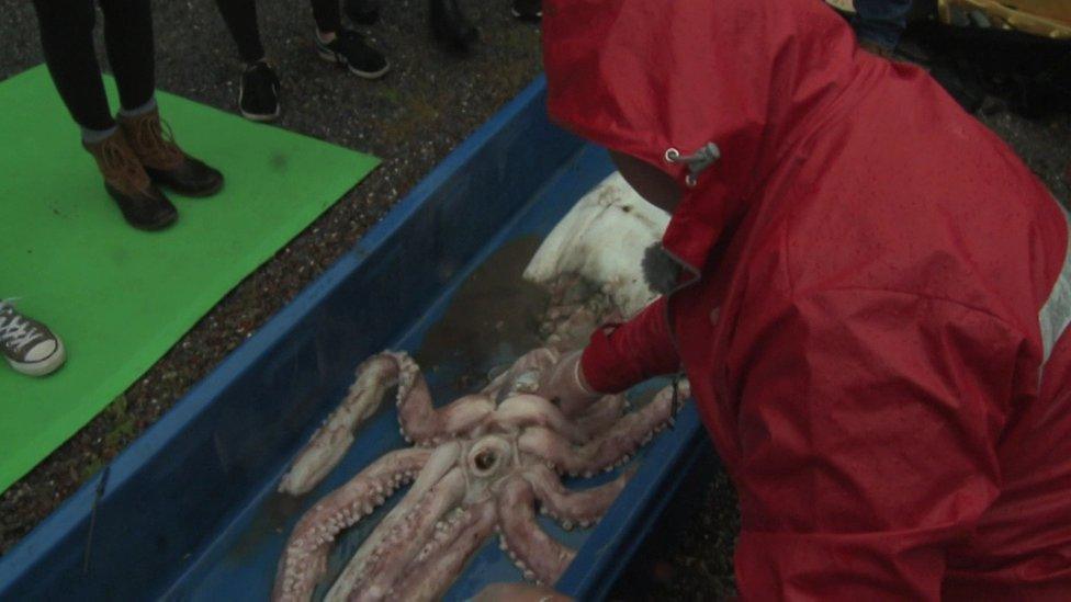 The arms and tentacles account for much of the squid's great length