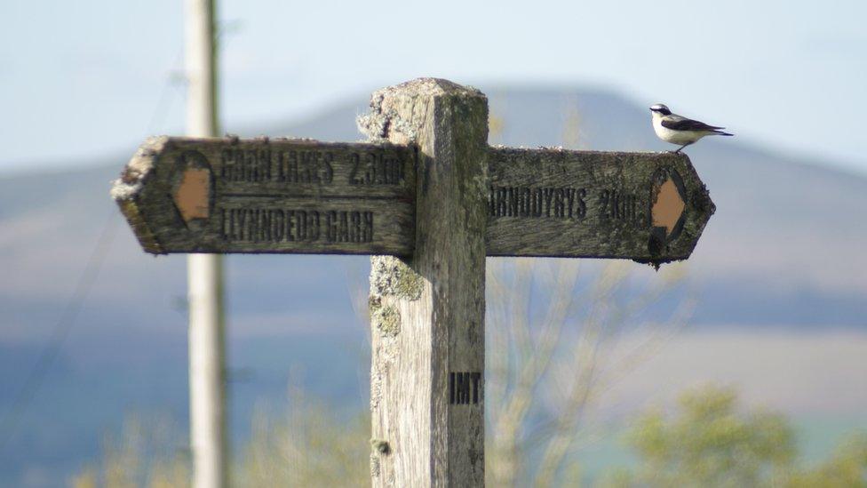 A bird on a signpost near Garn Lakes, Blaenavon, taken by Craig Titchener.