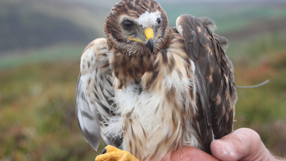 Hen harrier