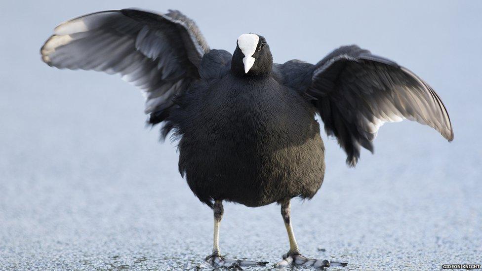 A bird on ice