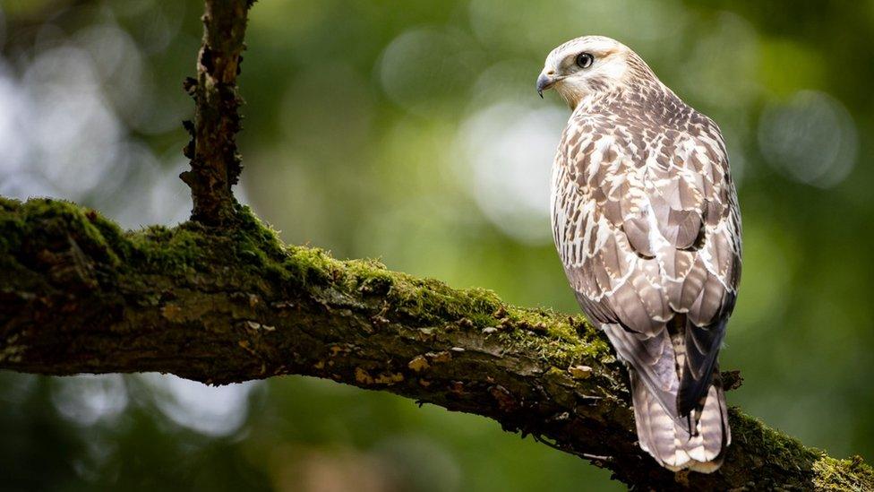 A buzzard