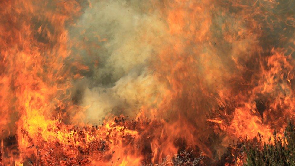 Wildfire in Dorset