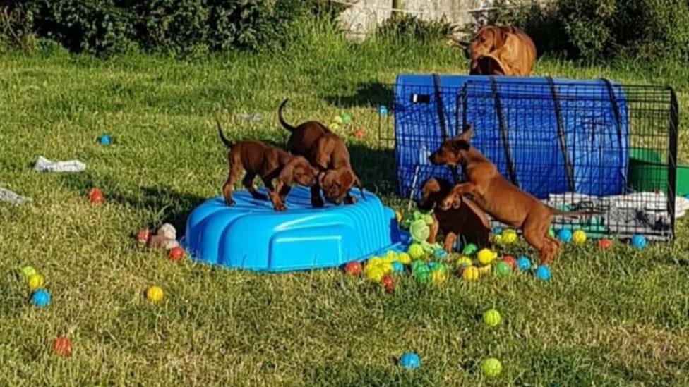 Lydia Scott's Rhodesian Ridgeback puppies