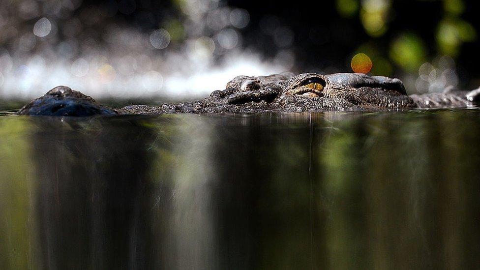 A saltwater crocodile