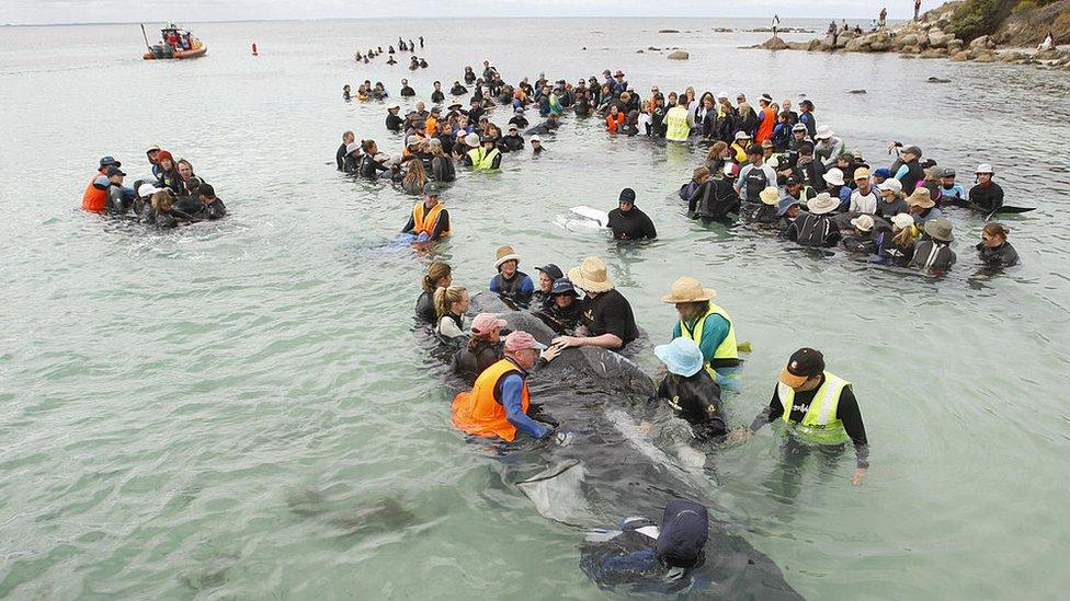 Whales are being herded back to see or being moved by crane