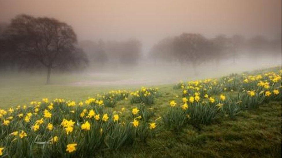 Daffodils in the mist at Ravenhill Park, Swansea, by Leighton Collins