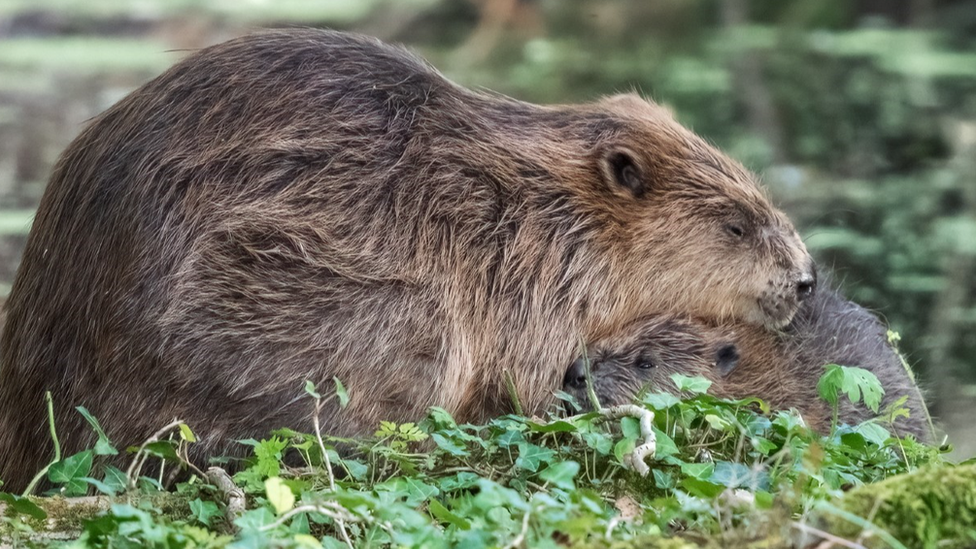 Baby beaver cuddling