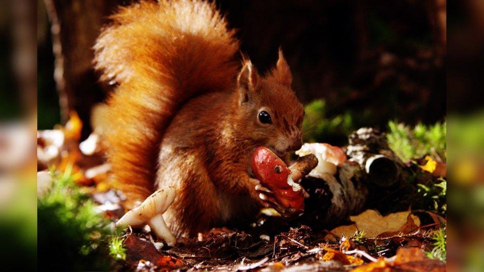 red squirrel