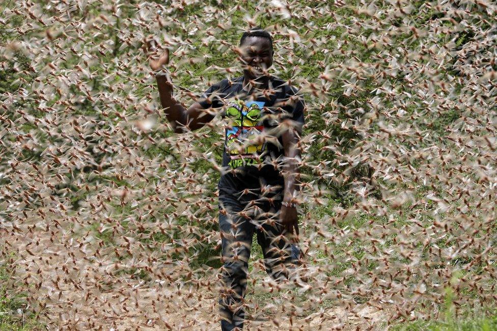 A man runs through a desert locust swarm