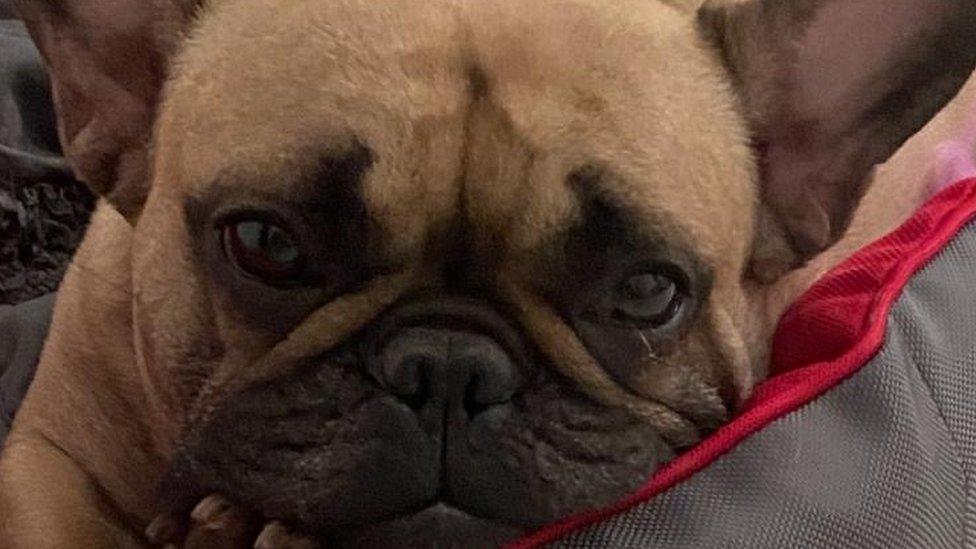 Coco the French bulldog close-up