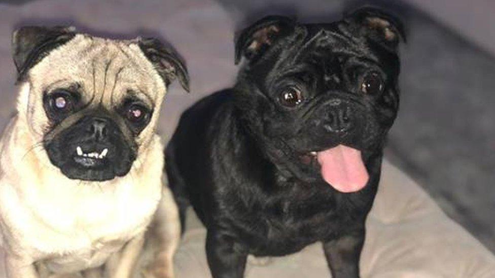 Pugs Ralph and Charlie