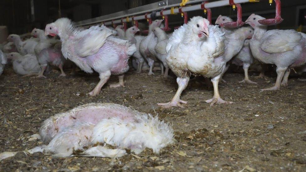 Flock at one of the farms investigated