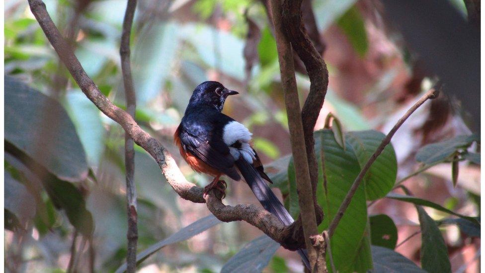 A white-rumped shama songbird close up in its cage