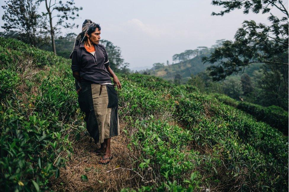 A tea plucker in a plantation field