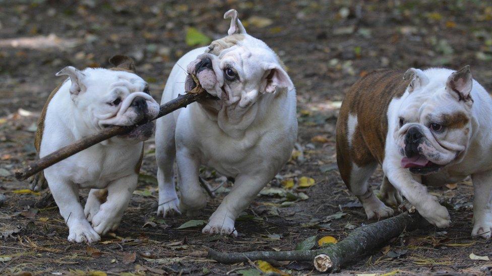 Three dogs with sticks