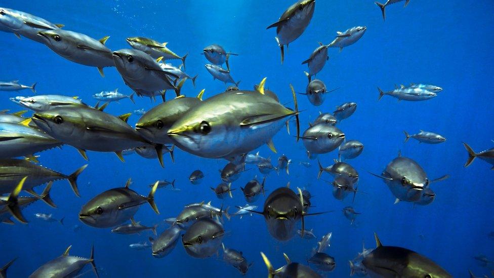 Yellowfin tuna (Thunnus albacares), Pacific Ocean. These predators solely inhabit the open ocean. They can pursue their prey at speeds of up to 40 miles per hour. These yellowfin tuna were filmed using a camera towed behind the boat 'Aguila' in the Pacific Ocean off Costa Rica, while the Blue Planet II team were looking for the 'boiling sea'.