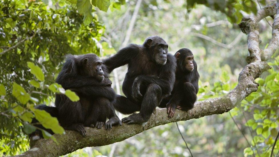 Chimpanzees in a tree