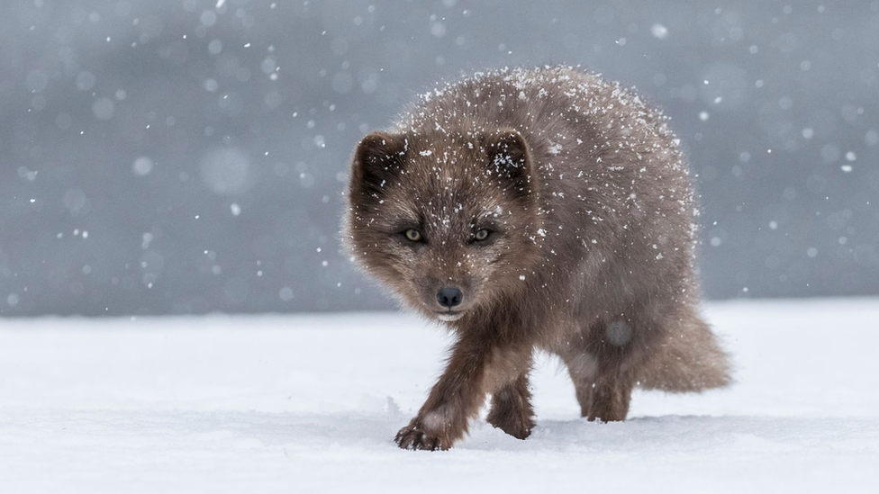 Arctic Fox in snow storm.