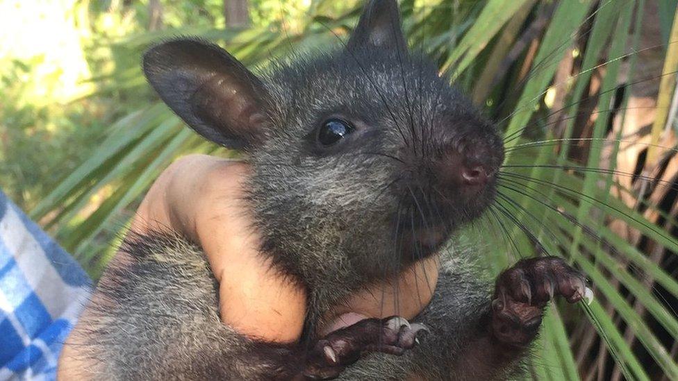 Black-footed tree rat