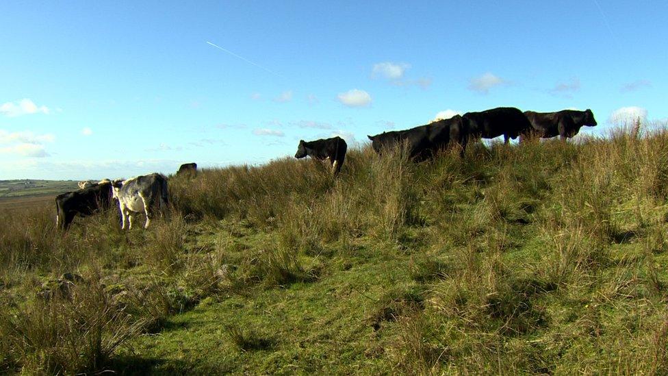 Cows in Belfast hills