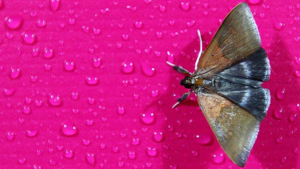 A Moth on a pink rose.