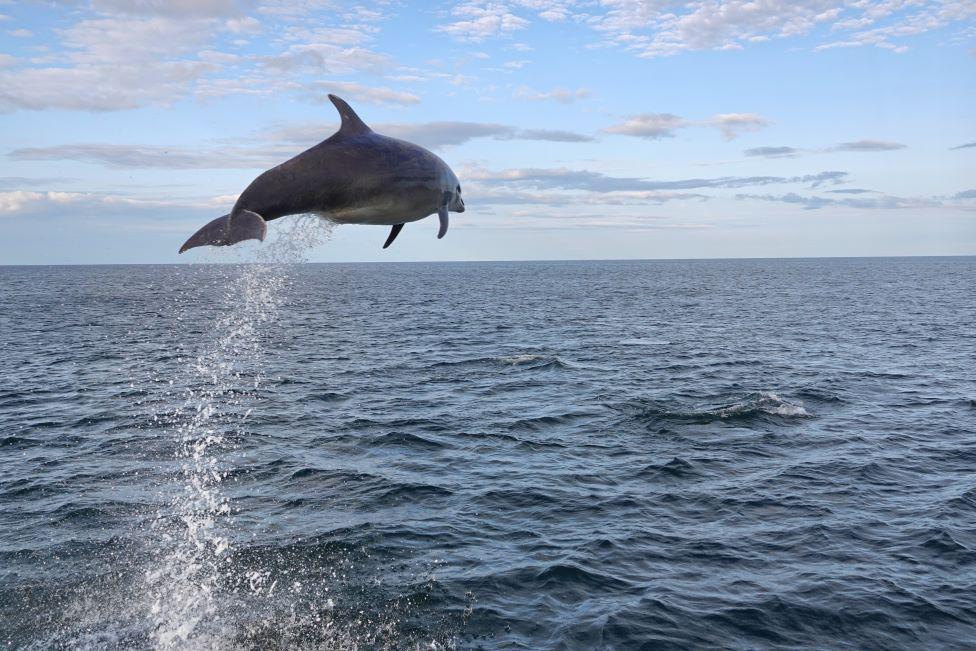 Dolphin leaping