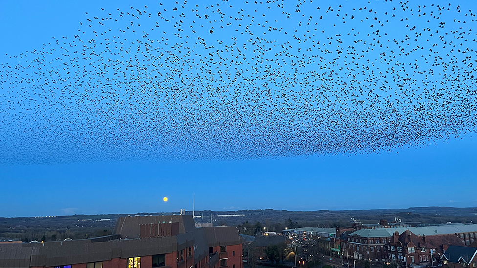 Murmuration