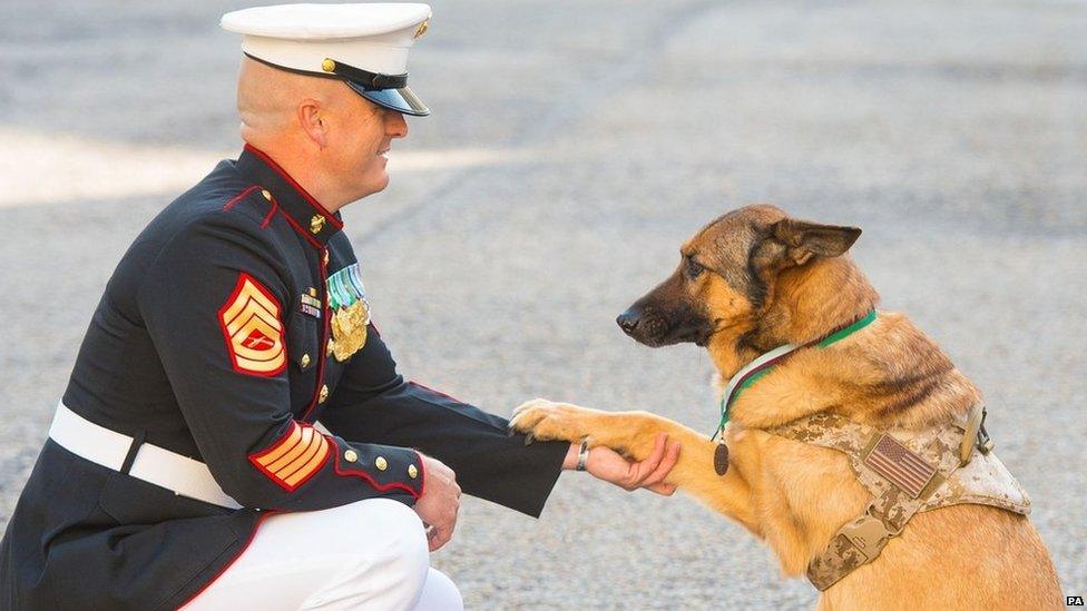 Retired US Marine Corps dog Lucca with her owner Gunnery Sergeant Chris Willingham