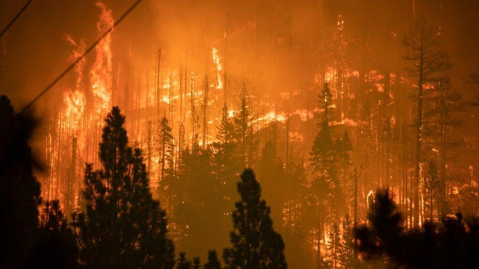 Trees on fire in Meyers, California