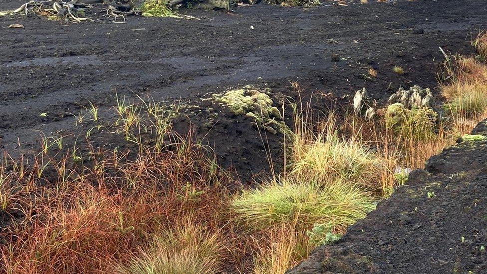 Haughey's Bog