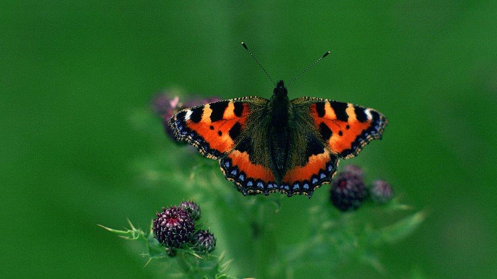 butterfly on flowers