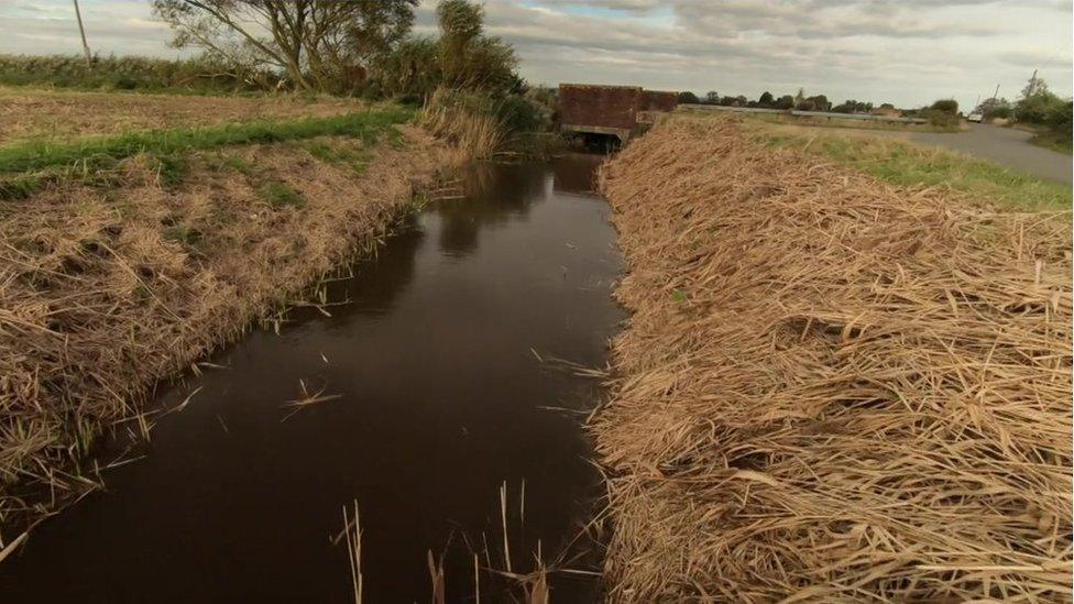 Romney Marsh