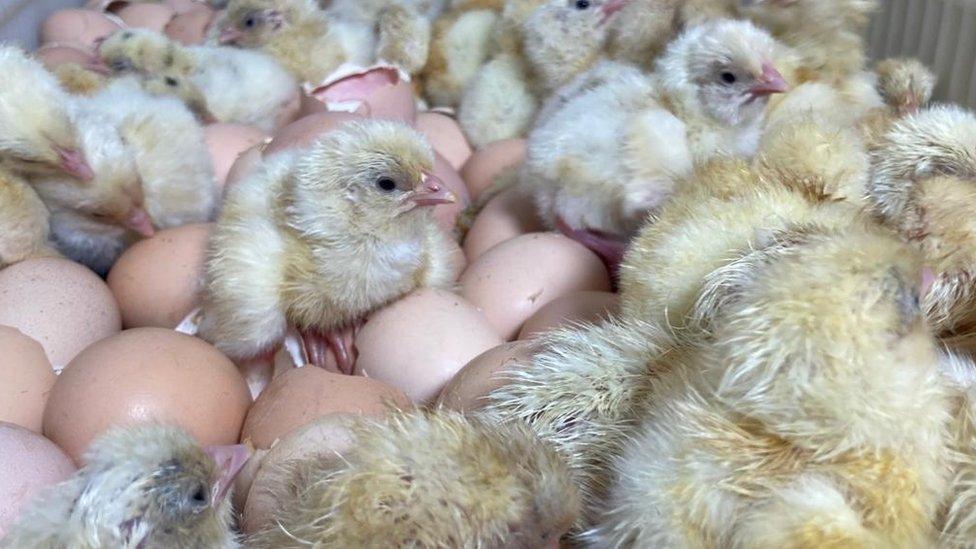 Chicks and eggs