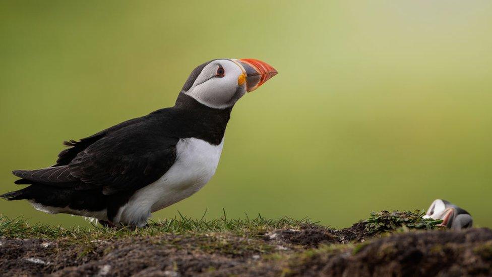 Atlantic-puffin.