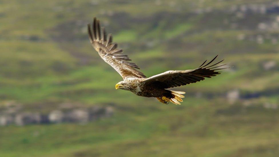 White-Tailed Eagle (Haliaeetus albicilla) in flght on July 10, 2017 in Mull Island, Scotland