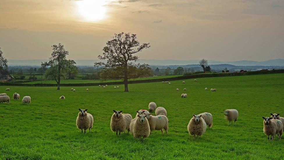 Sheep in field