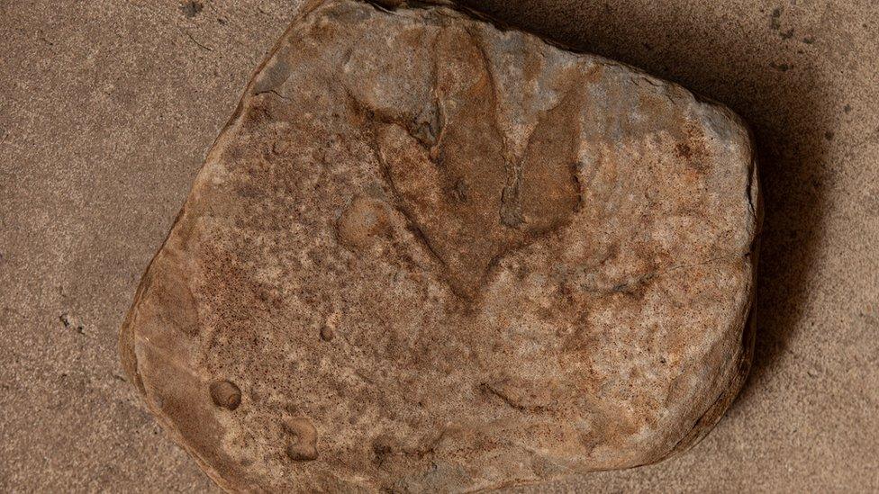 Lorgan coise dìneasair