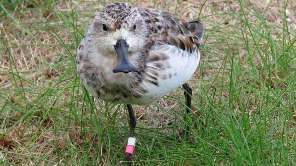 Spoon-billed sandpiper