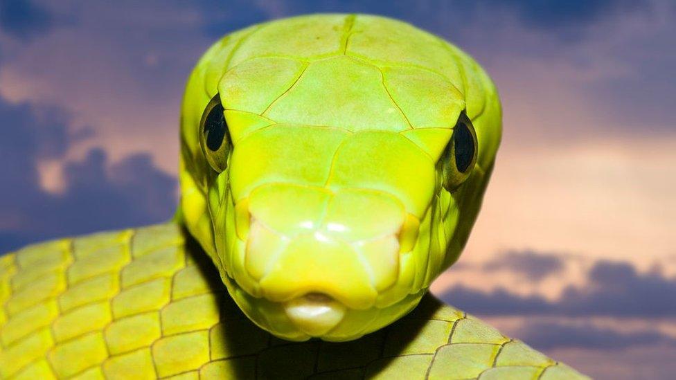 Eastern Green Mamba, Dendroaspis angusticeps, Kenya