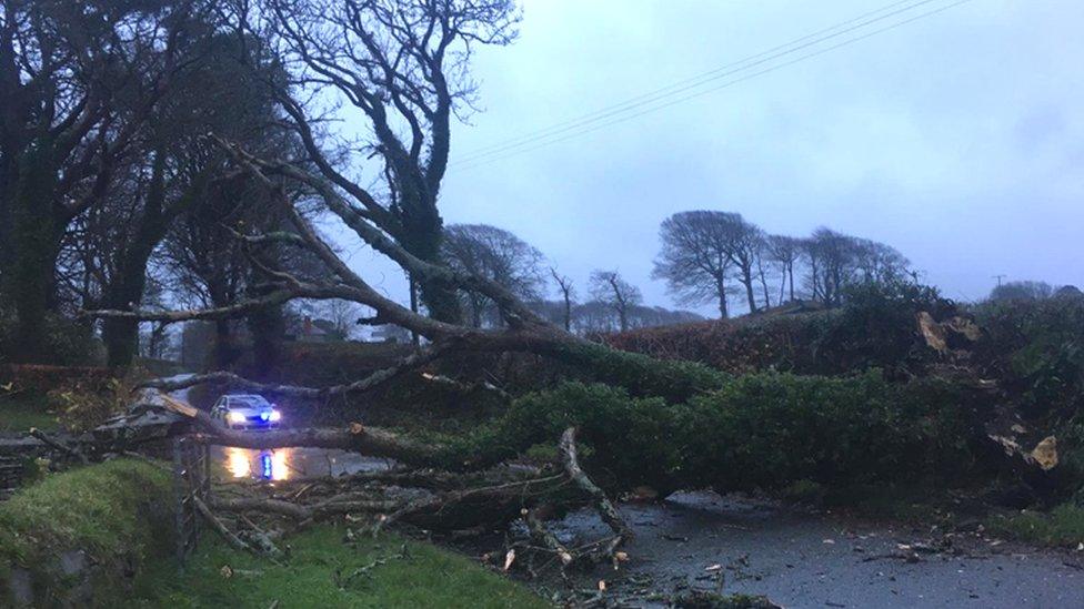 Fallen tree across the road at Cresswell Quay