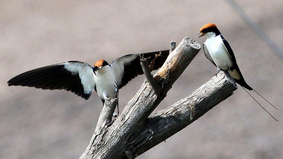 swallows-in-a-tree